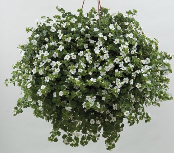 BACOPA - BAKOPA BÍLÁ