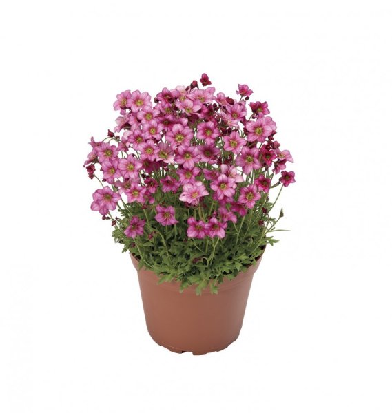SAXIFRAGA RŮŽOVÁ - ROSEA