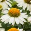 ECHINACEA MEDITATION WHITE