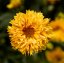 COREOPSIS - KRÁSNOOČKO 'CASTELLO POMPON'