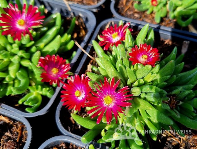 DELOSPERMA COOPERI JEWEL OF DESERT GARNET