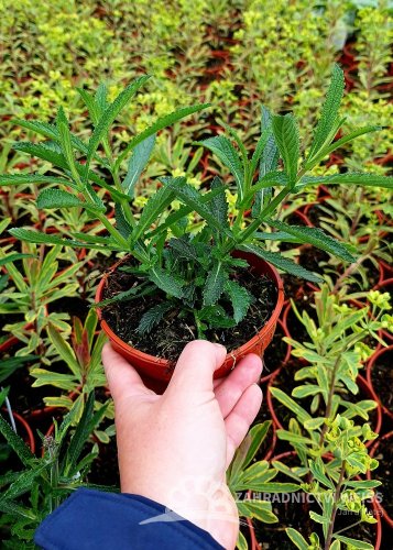 SPORÝŠ ARGENTÝNSKÝ – VERBENA BONARIENSIS LOLLIPOP