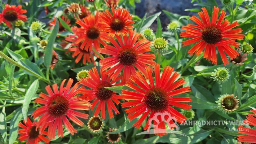 ECHINACEA PURPUREA – ORANGE SKIPPER