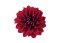 JIŘINA – DAHLIA NOVATION RED