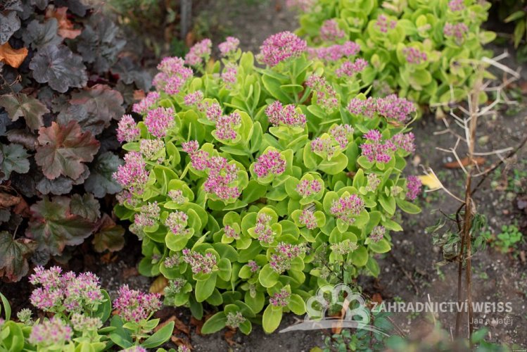 SEDUM SPECTABILE HOT STUFF