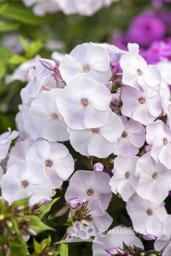 PHLOX PANICULATA MOTHER OF PEARL