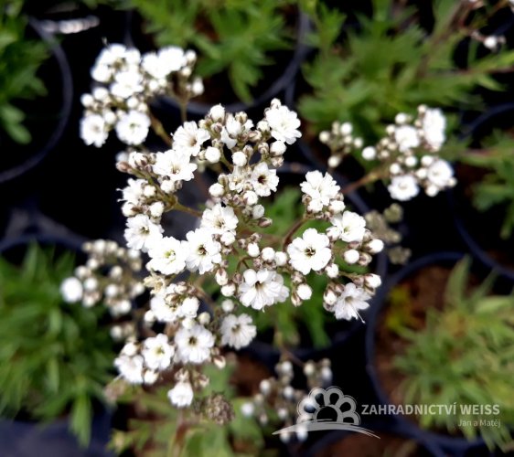GYPSOPHILA PANICULATA "SNOWFLAKE"- BÍLÁ