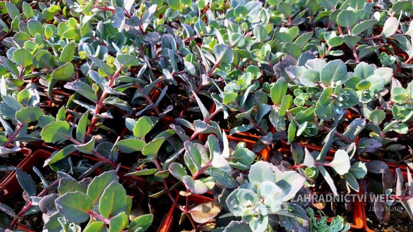 SEDUM HYBR. BERTRAM ANDEROSON
