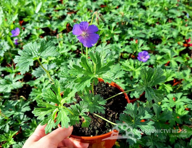 KAKOST - GERANIUM HIMALAYENSE BABY BLUE