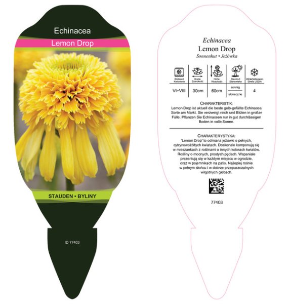 ECHINACEA PURPUREA – LEMON DROP