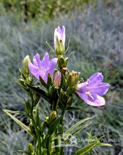ZVONEK BROSKVOLISTÝ - CAMPANULA PESICIFOLIA TAKION BLUE