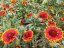 KOKARDA - GAILLARDIA SUNRITA RED YELLOW TIP