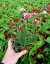 KOPRETINA MAROCKÁ - RHODANTHEMUM HOSMARIENSE ZAGORA PINK ®