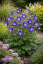 ORLÍČEK - AQUILEGIA ALPINA NAVY BLUE