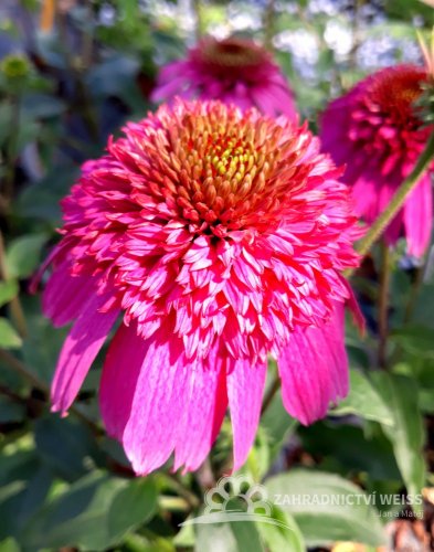 TŘAPATKA - ECHINACEA "SECRET AFFAIR"