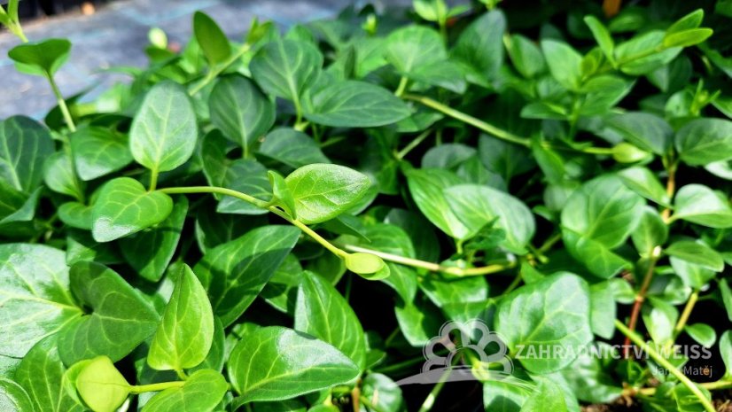 BARVÍNEK – VINCA MAJOR DEEP BLUE