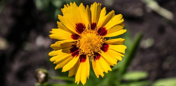 COREOPSIS GRANDIFLORA SUNFIRE - KRASNOOČKO