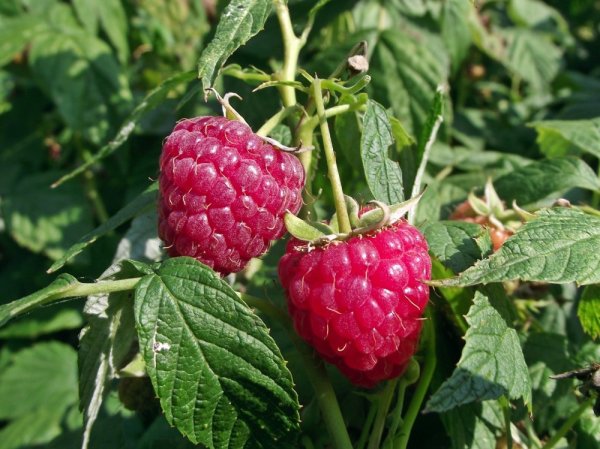 MALINA STÁLEPLODÍCÍ -  RUBUS IDAEUS  AUTUMN BLISS