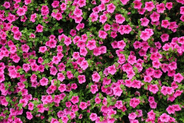 SURFINIE- PŘEVISLÁ PETUNIE - RŮŽOVÁ - HOT PINK