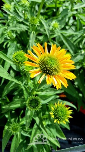 ECHINACEA SUN MAGIC FANTASTIC YELLOW