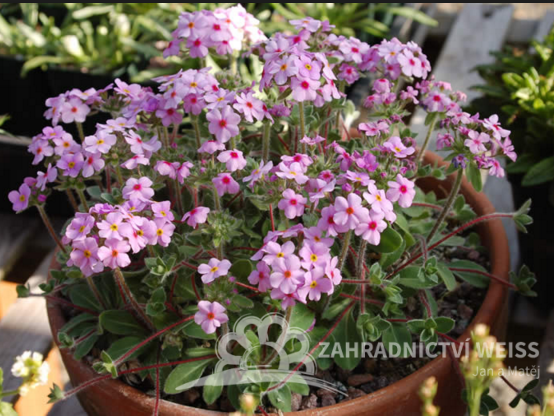 ANDROSACE SEMPERVIVOIDES - POCHYBEK