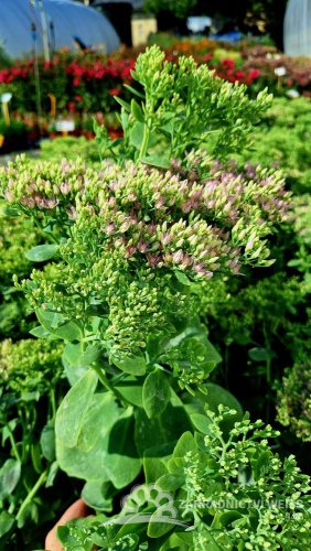 ROZCHODNÍK NÁDHERNÝ - SEDUM SPECTABILE BRILLIANT