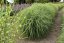 MISCANTHUS SINENSIS - LITTLE ZEBRA