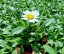KOPRETINA LEUCANTHEMUM x SUPERBUM SNOW CAP