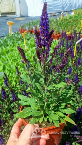 SALVIA NEMOROSA NOCHE