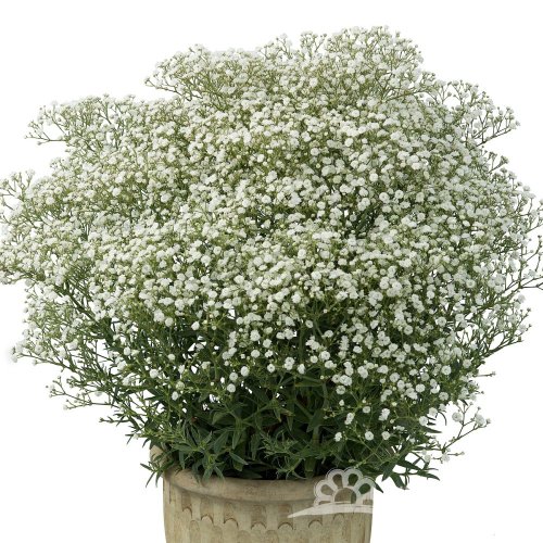 GYPSOPHILA PANICULATA.  FESTIVAL WHITE FLARE