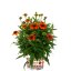 ECHINACEA LAKOTA ORANGE