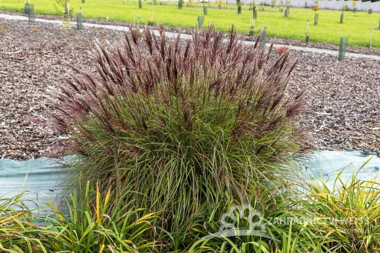 MISCANTHUS SINENSIS RED CHIEF