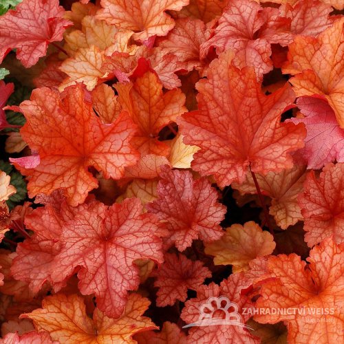 HEUCHERA PAPRIKA