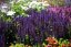 ŠALVĚJ HAJNÍ - SALVIA NEMOROSA MIDNIGHT PURPLE