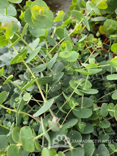 EUCALYPTUS SADA 5KS MIX DRUHY