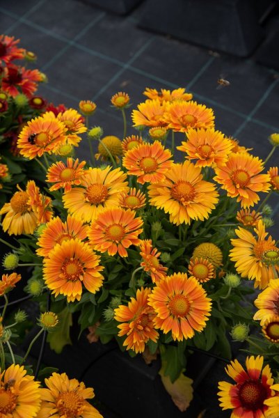 KOKARDA – GAILLARDIA  ARISTATA SPINTOP MANGO