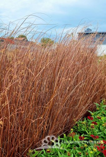 CAREX RED ROOSTER