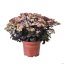SEDUM HYBRID. GLOBE YELLOW