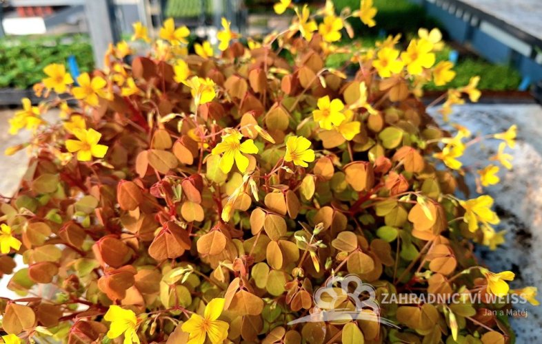 OXALIS ŽLUTÝ - SUNSET VELVET