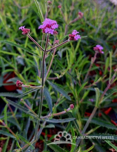 SPORÝŠ ARGENTÝNSKÝ – VERBENA BONARIENSIS LOLLIPOP