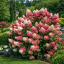 HORTENZIE LATNATÁ - HYDRANGEA MELBA FRAISE