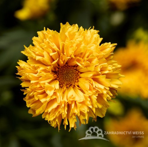 COREOPSIS - KRÁSNOOČKO 'CASTELLO POMPON'