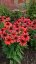 ECHINACEA RED PEARL