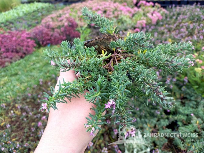 AETHIONEMA ARMENUM „WARLEY ROSE- SIVUTKA ARMÉNSKÁ