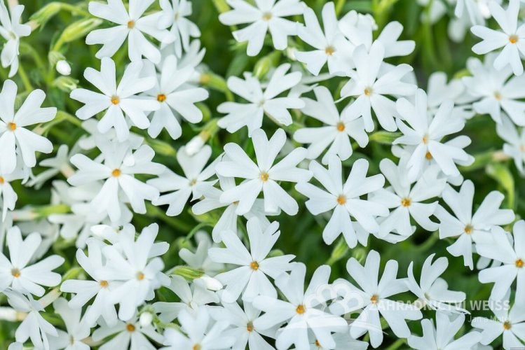 FLOX SKALKOVÝ - PHLOX SUBULATA SNOWFLAKE