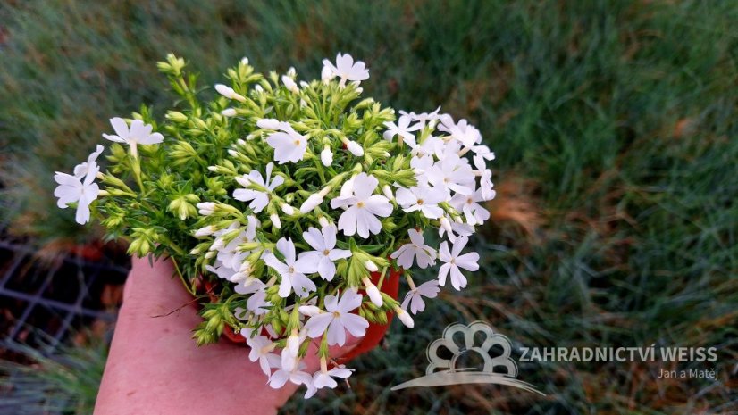 FLOX SKALKOVÝ - PHLOX SUBULATA FABULOUS WHITE
