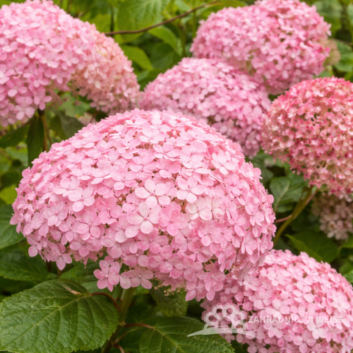 HORTENZIE STROMKOVITÁ – HYDRANGEA ARBORESCENS ‘PINK ANNABELLE’