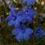 DELPHINIUM GRANDIFLORUM HUNKY DORY BLUE