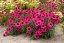 ECHINACEA SENSATION WILD ROMANCE