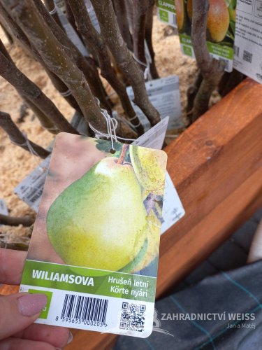 HRUŠEŇ WILLIAMSOVA – LETNÍ